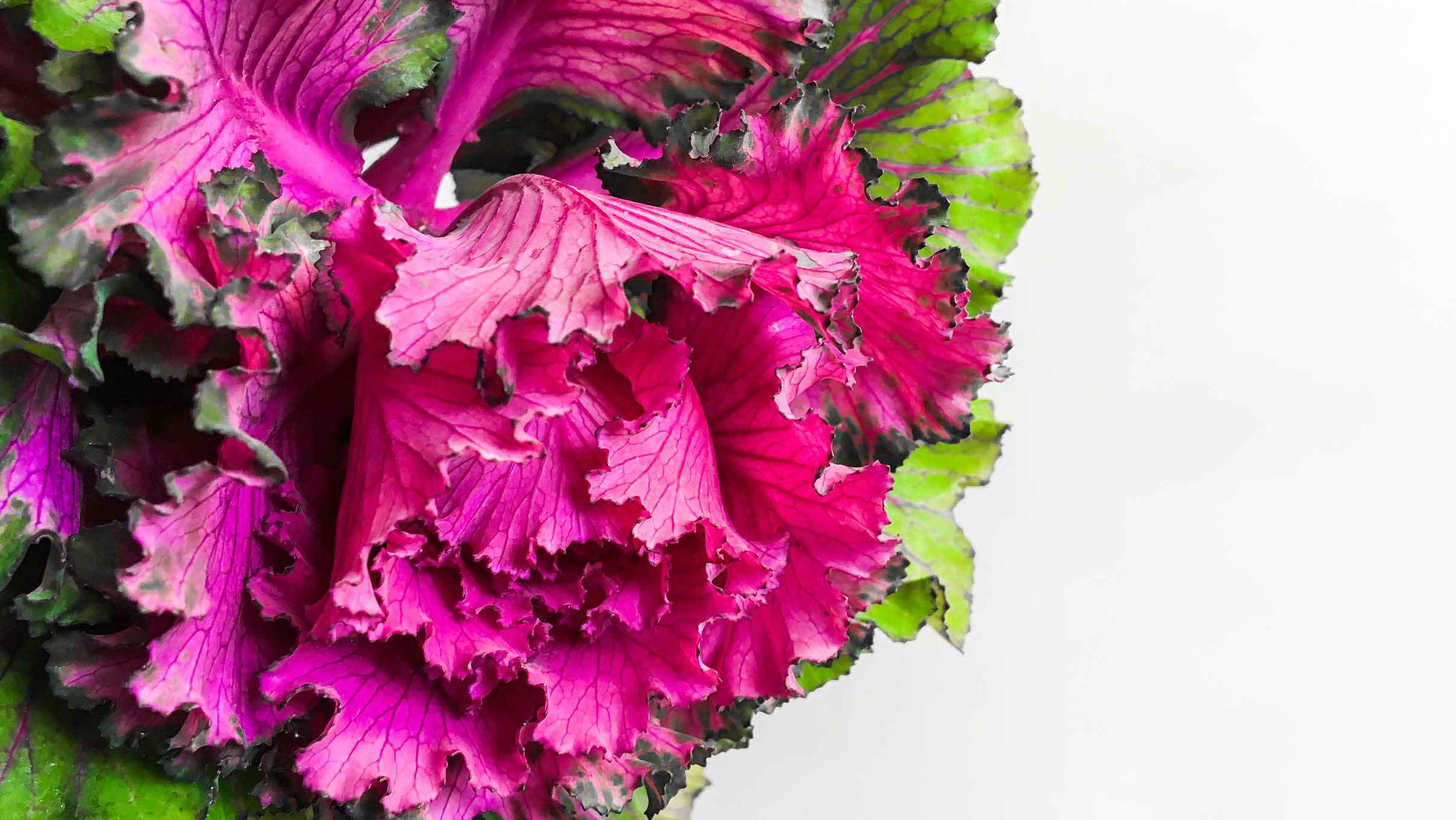 Close up of kale leaves