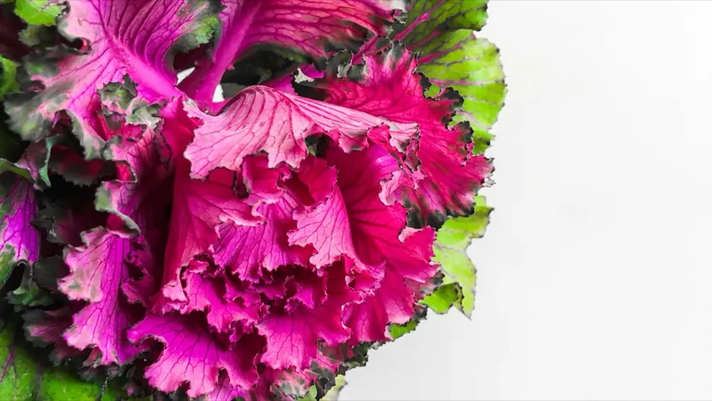 Estrogen Dominance and What to Do About It